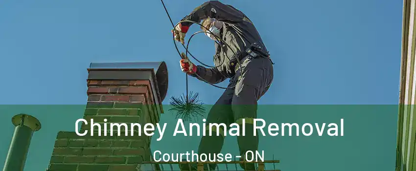  Chimney Animal Removal Courthouse - ON