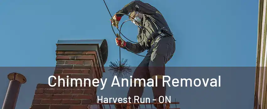 Chimney Animal Removal Harvest Run - ON
