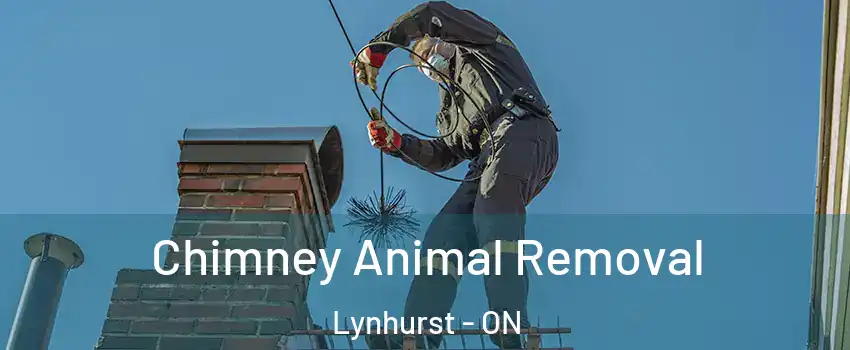  Chimney Animal Removal Lynhurst - ON