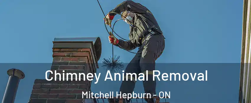  Chimney Animal Removal Mitchell Hepburn - ON