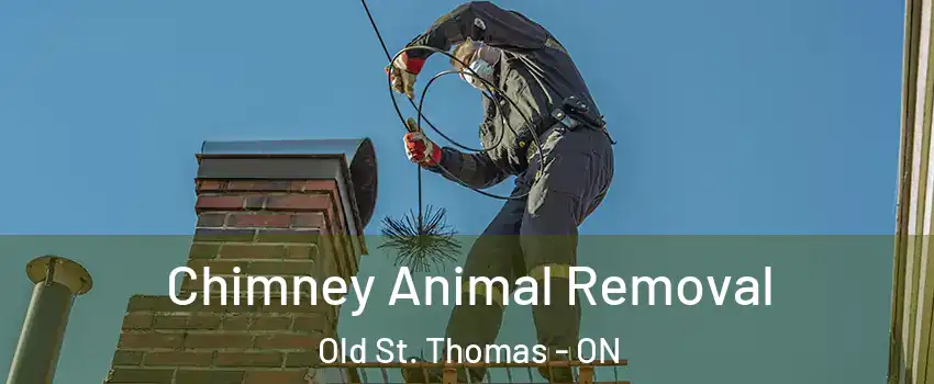 Chimney Animal Removal Old St. Thomas - ON
