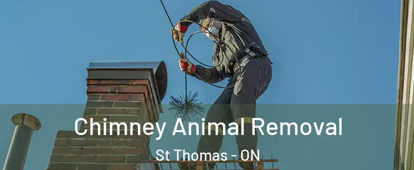  Chimney Animal Removal St Thomas - ON